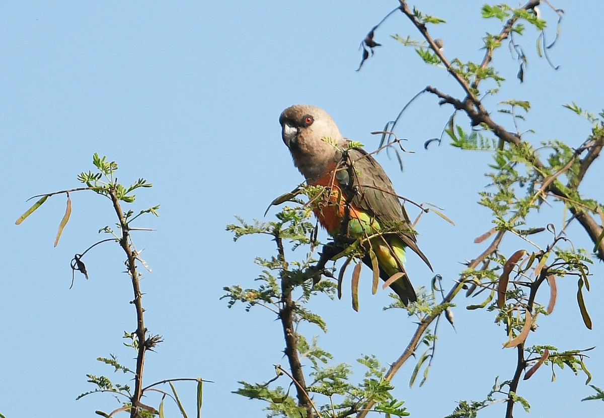 Red-bellied Parrot - ML564492971