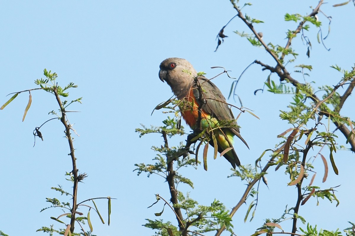 Red-bellied Parrot - ML564492981
