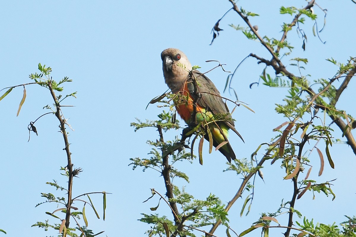 Red-bellied Parrot - ML564492991