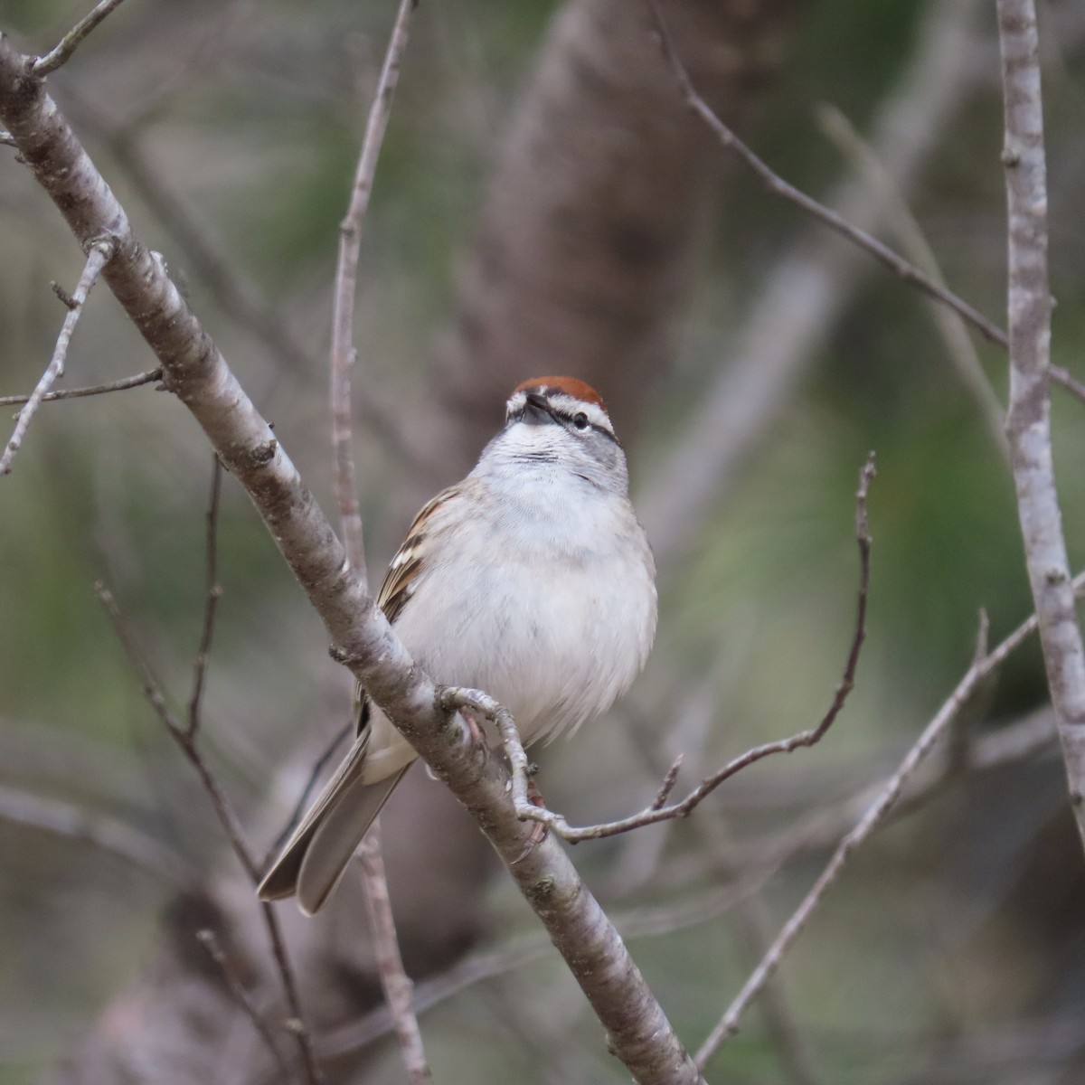 Chipping Sparrow - ML564493041