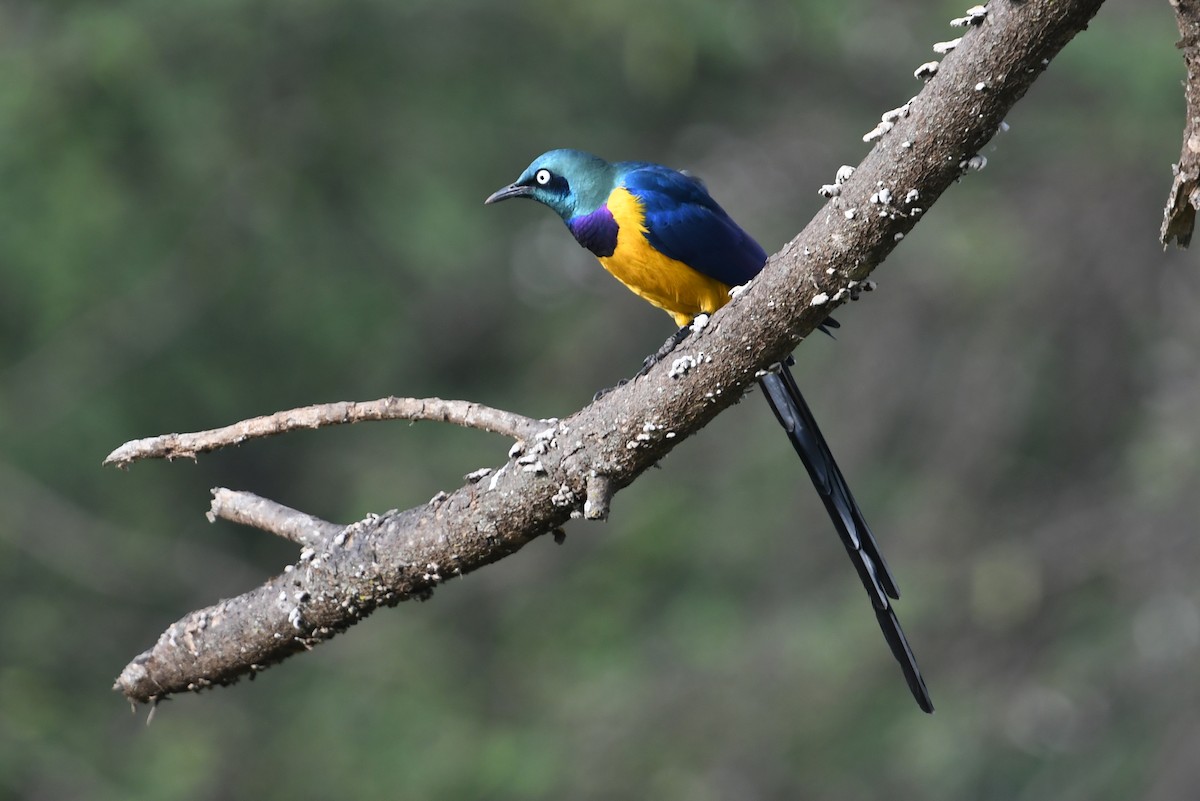 Golden-breasted Starling - ML564493621