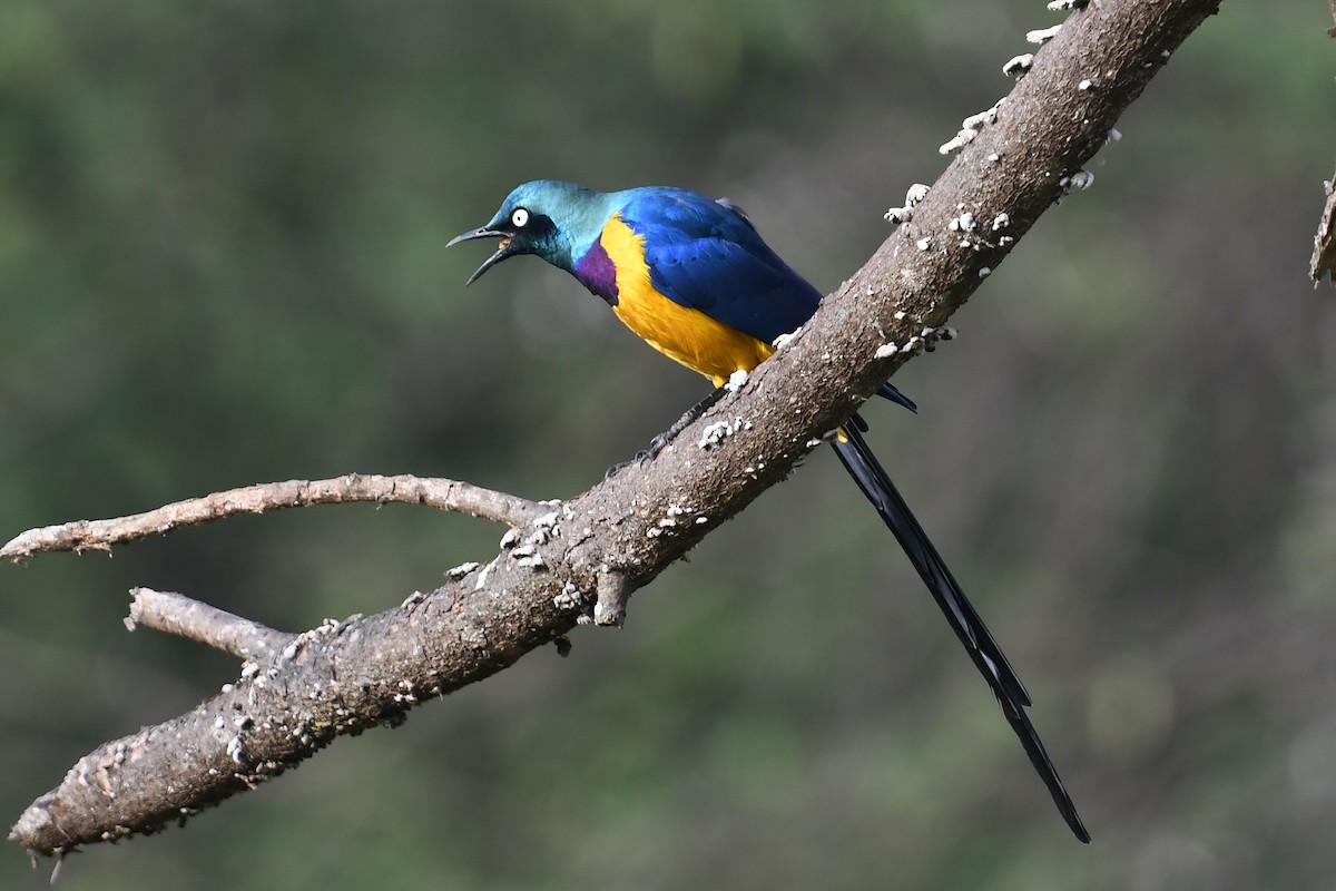 Golden-breasted Starling - ML564493721