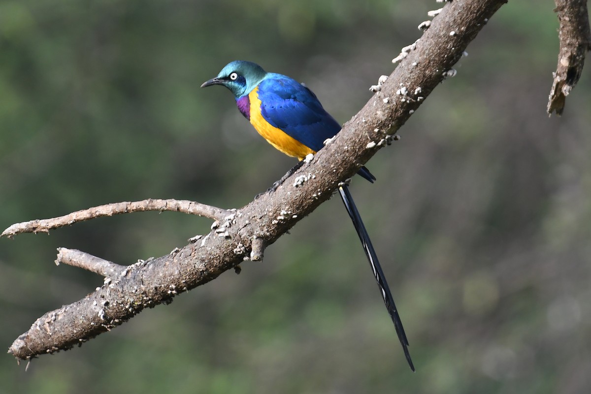 Golden-breasted Starling - ML564493791