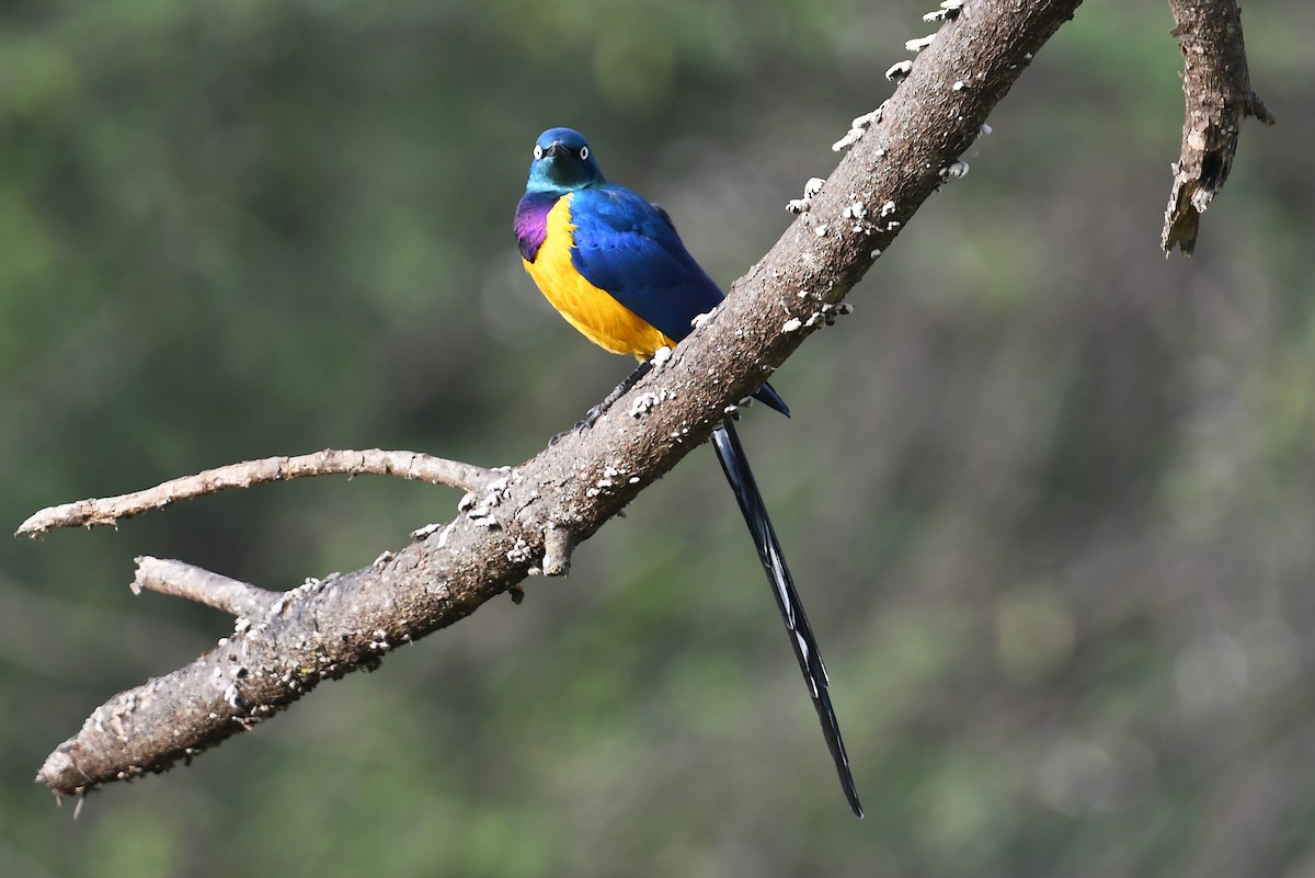 Golden-breasted Starling - ML564493851