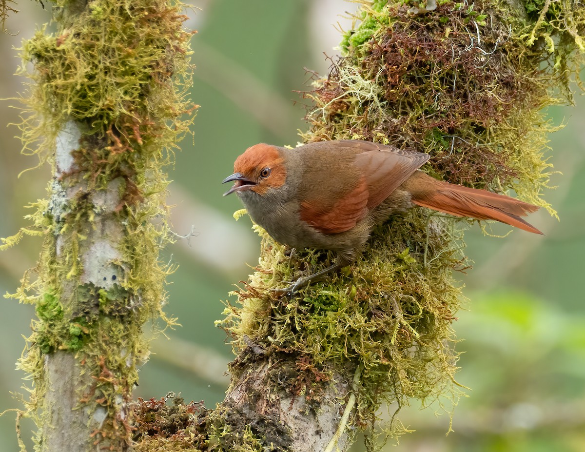 Red-faced Spinetail - ML564495761