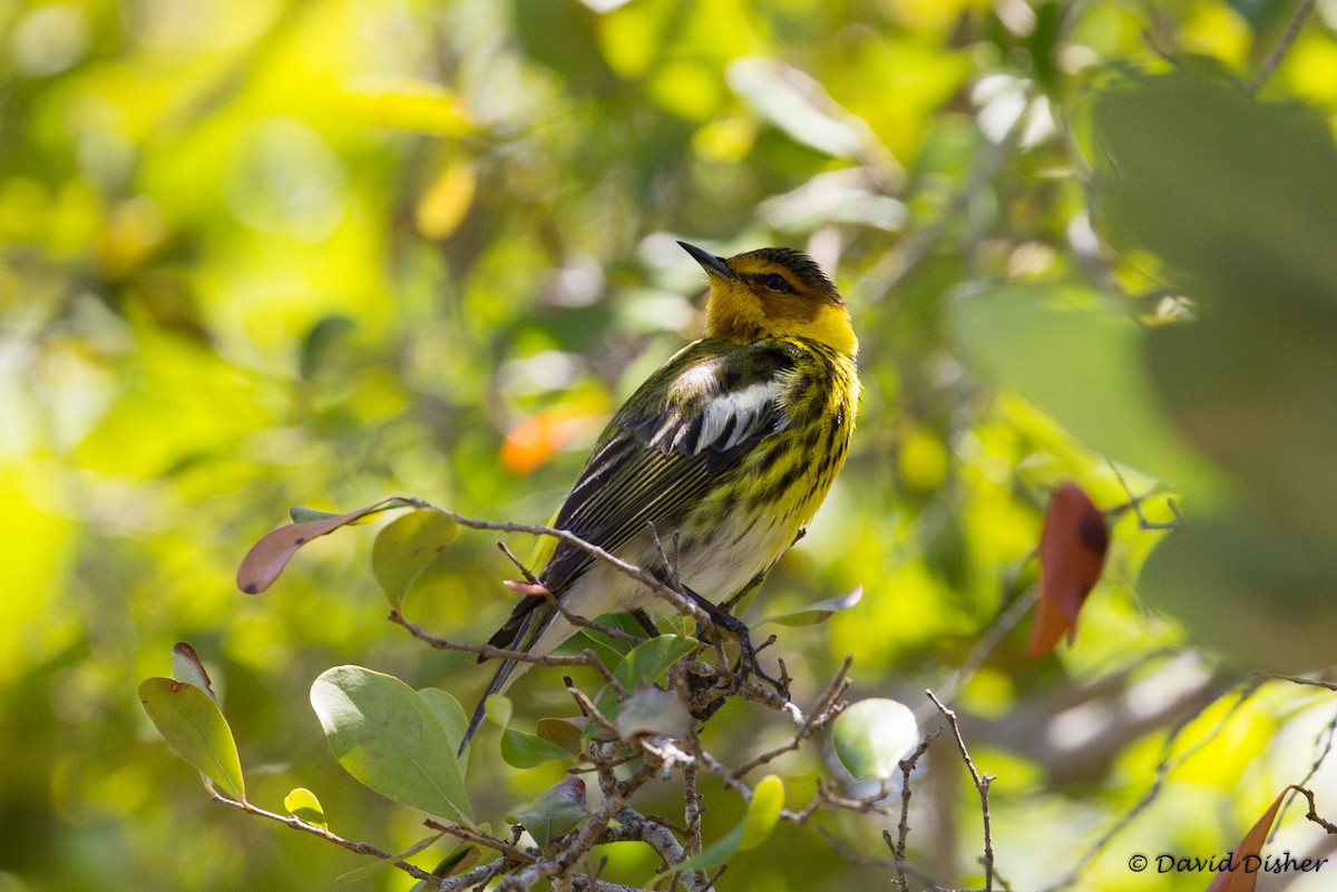 Cape May Warbler - ML56450531