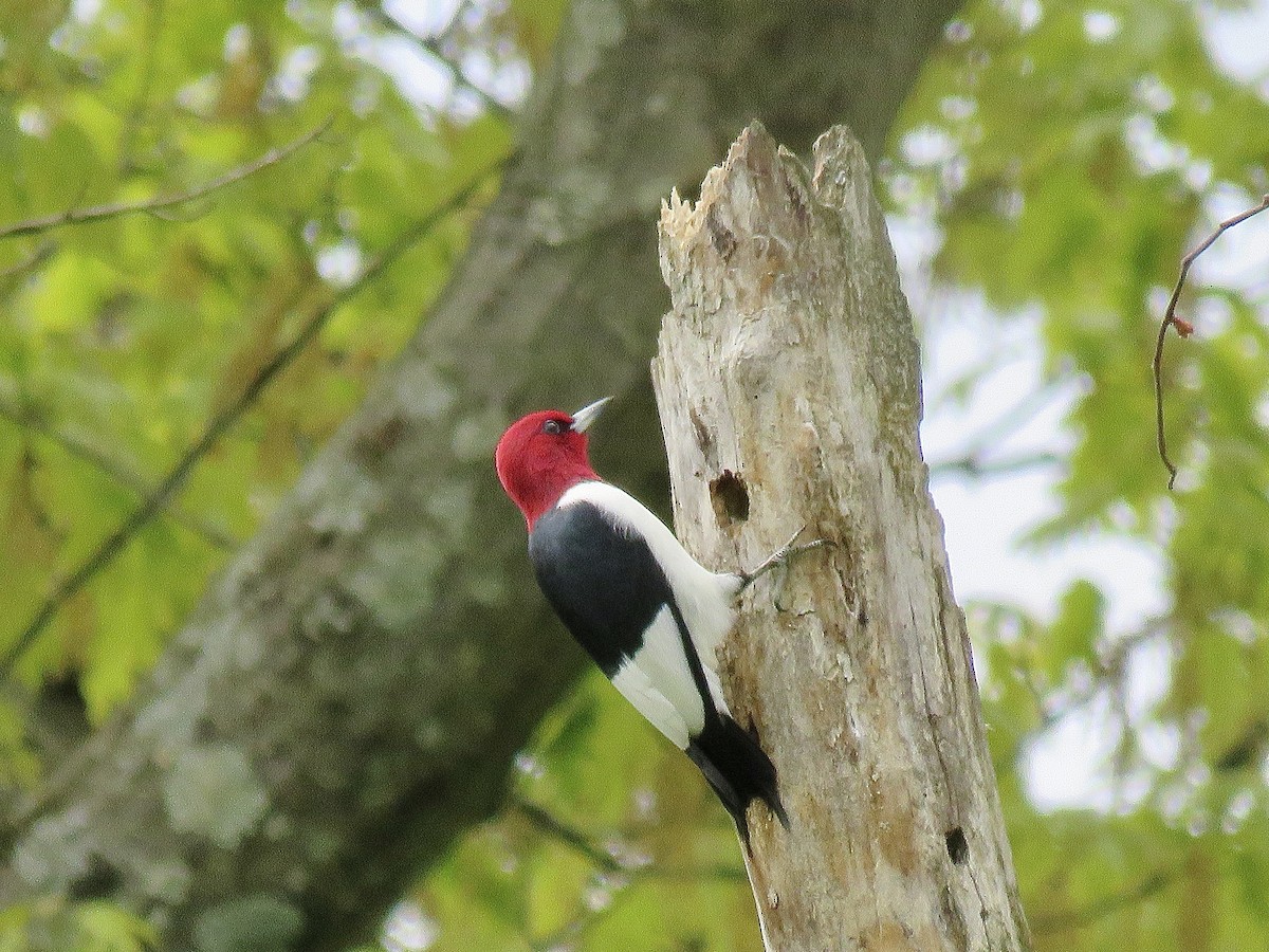 Red-headed Woodpecker - ML564508221