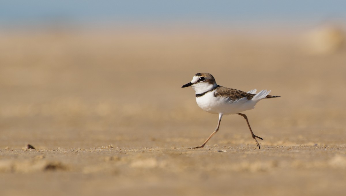 Collared Plover - ML56451131