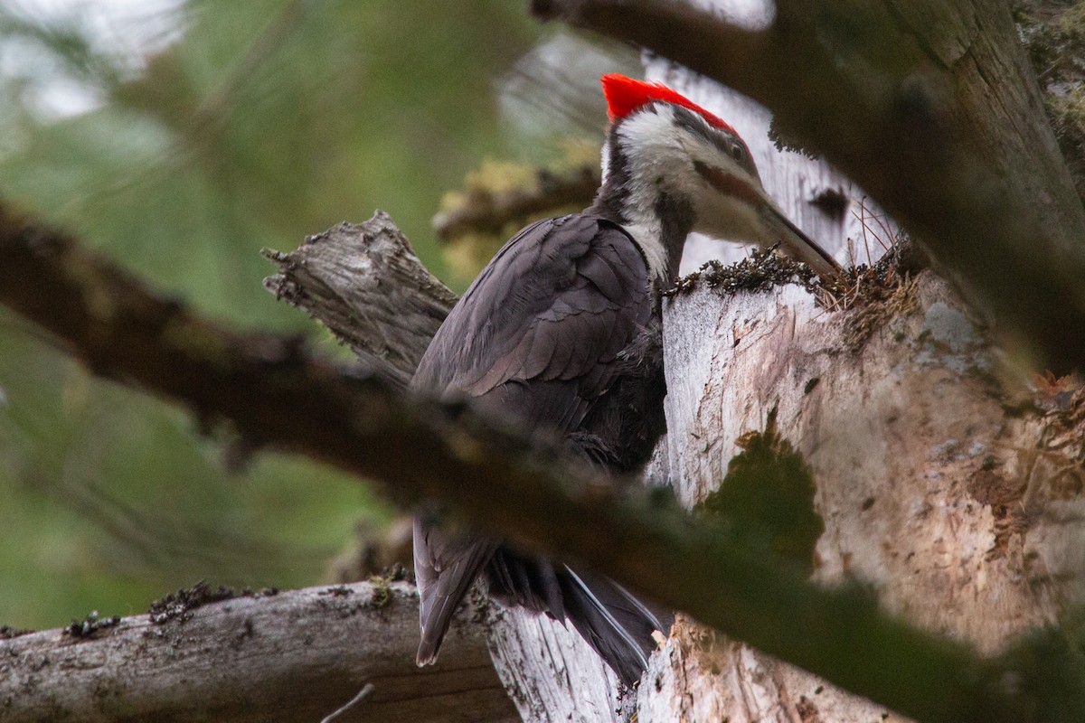Pileated Woodpecker - ML564511401