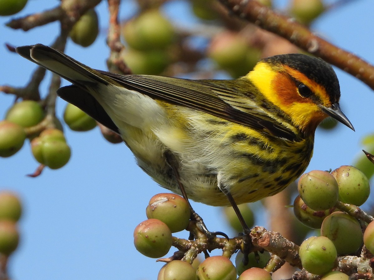 Cape May Warbler - ML564515071