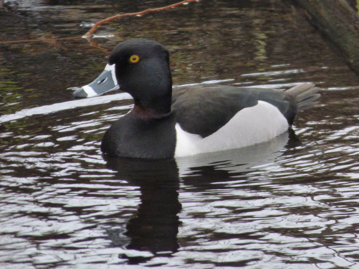 Ring-necked Duck - ML564518801