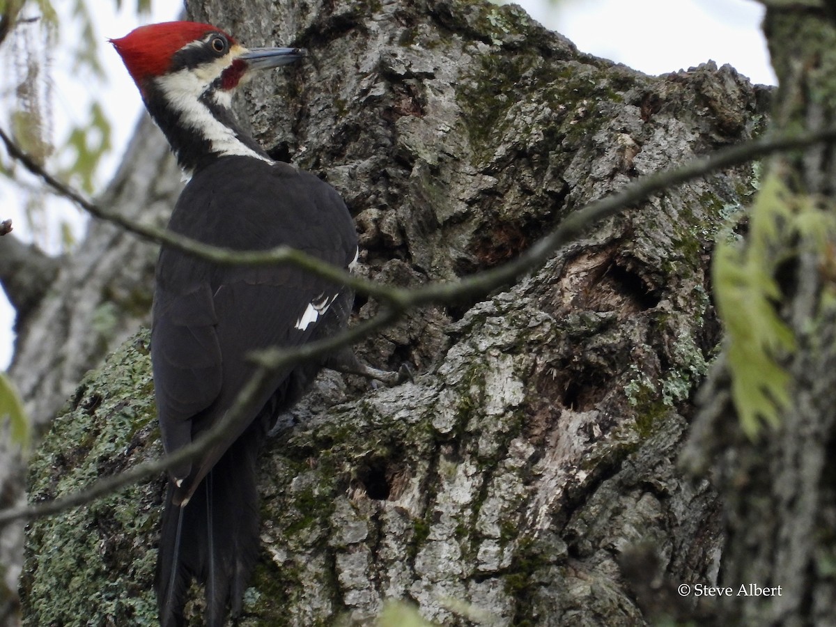 Pileated Woodpecker - ML564522371