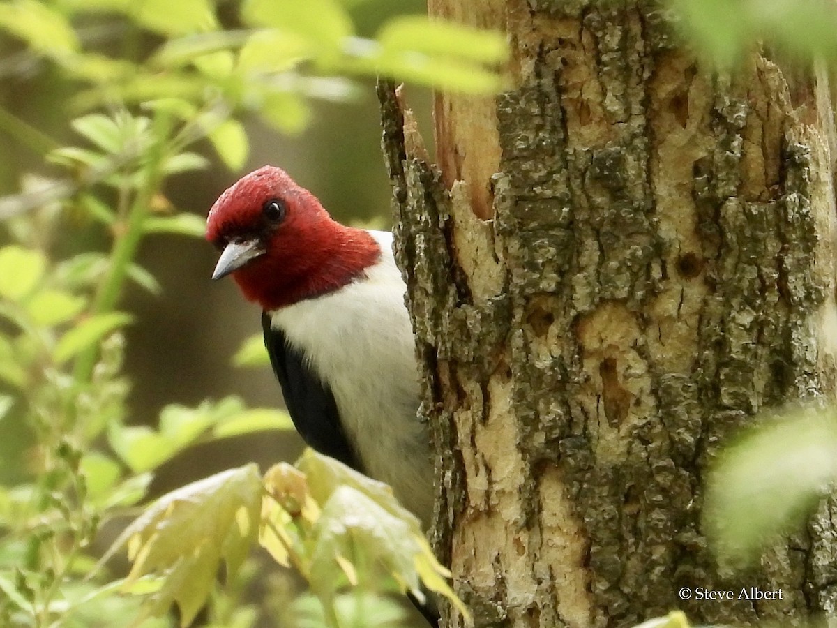 Red-headed Woodpecker - Steve A