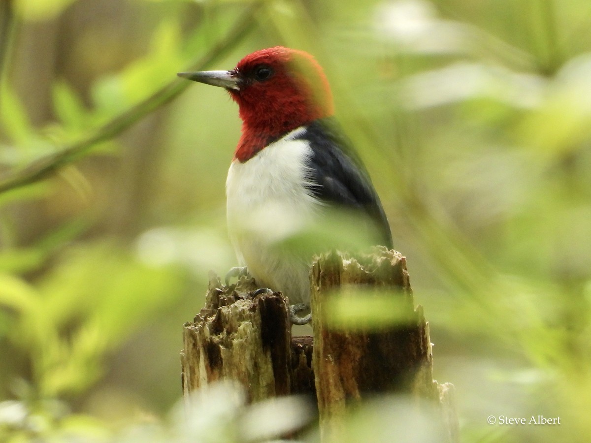 Red-headed Woodpecker - ML564523191