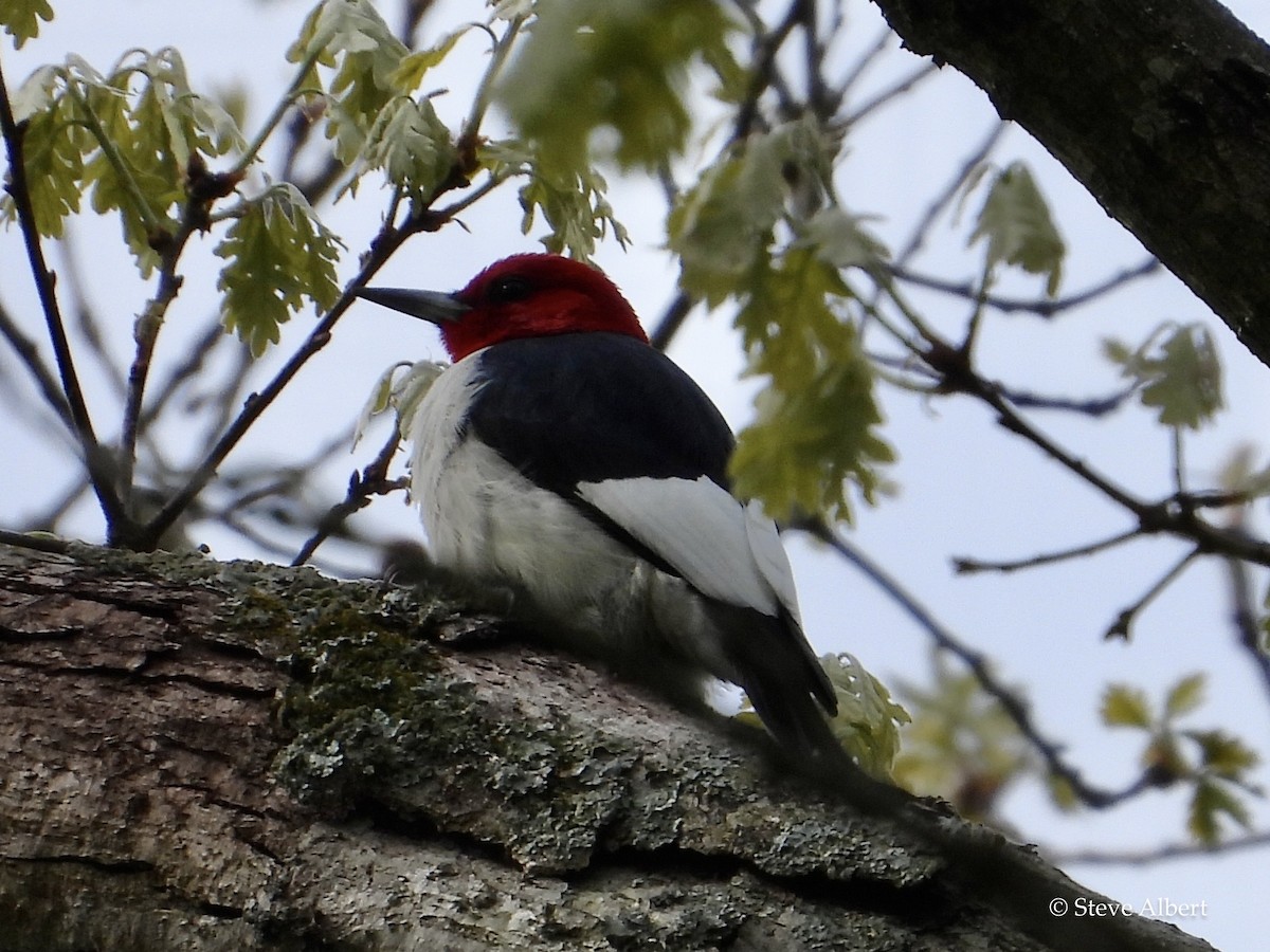 Red-headed Woodpecker - ML564523201