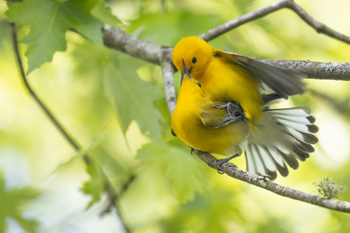 Prothonotary Warbler - ML564527531