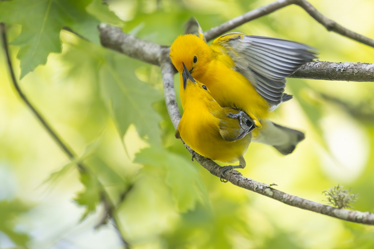 Prothonotary Warbler - ML564527621