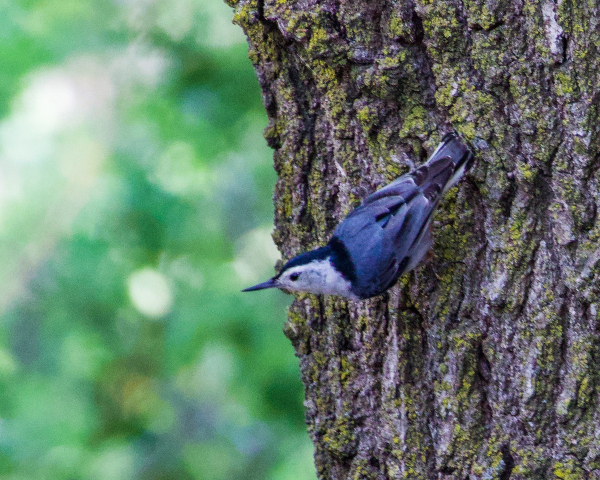 White-breasted Nuthatch - ML564530581