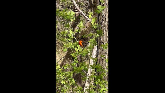 Scarlet Tanager - ML564531691