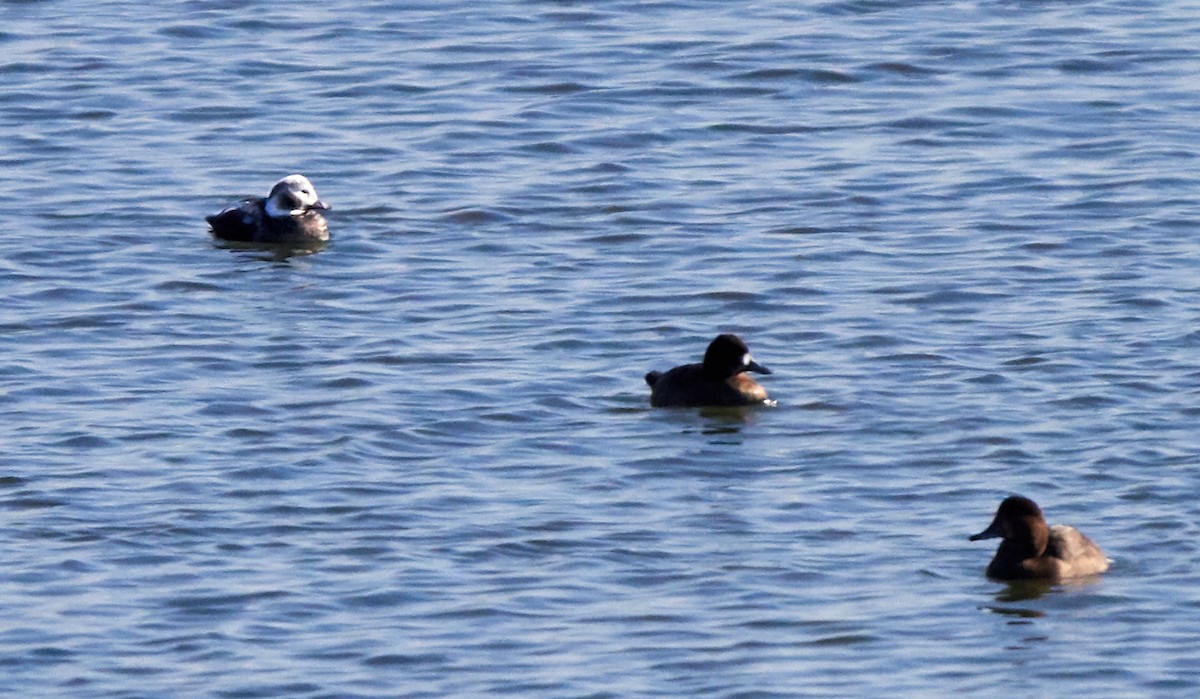 Long-tailed Duck - Pixie & Gary Lanham