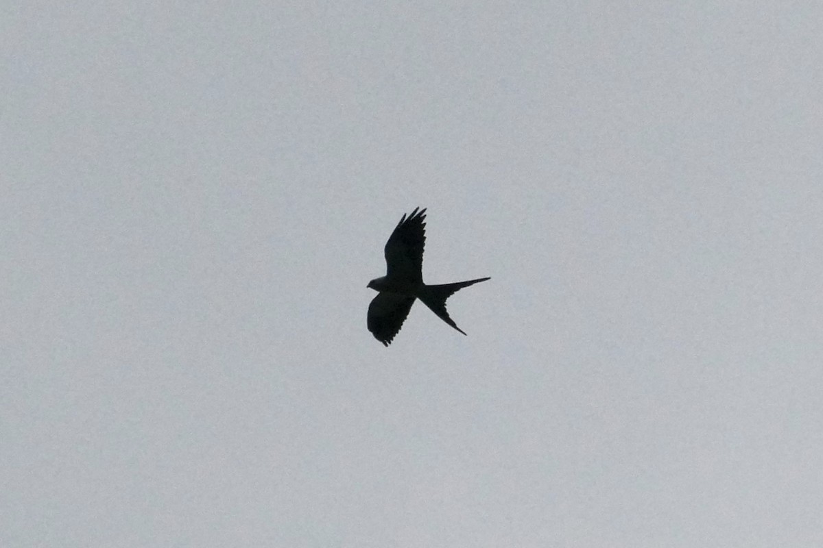 Swallow-tailed Kite - Peter Kaestner