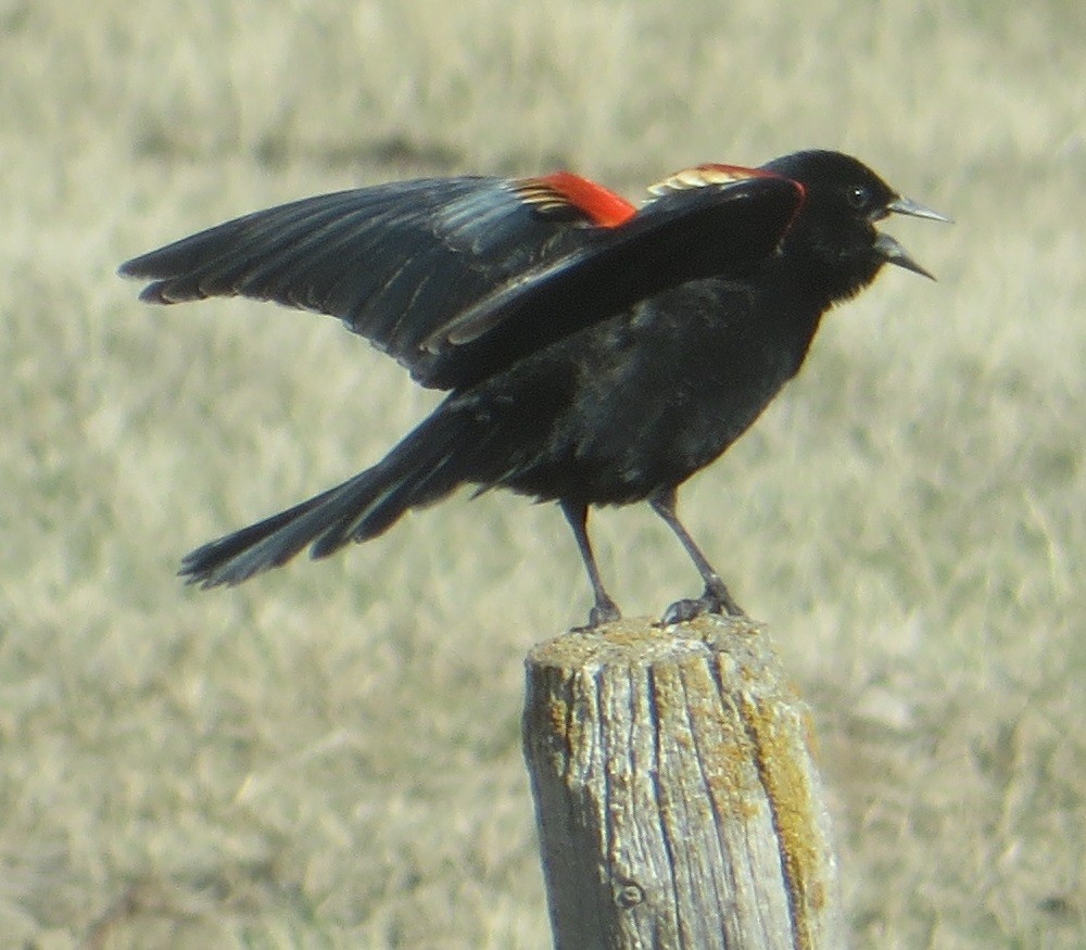 Red-winged Blackbird - ML564535891