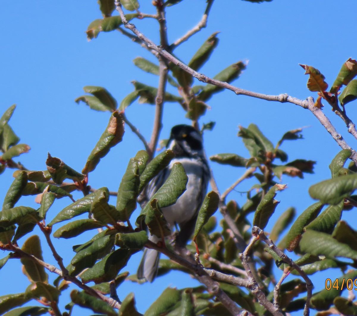 Black-throated Gray Warbler - ML564537861
