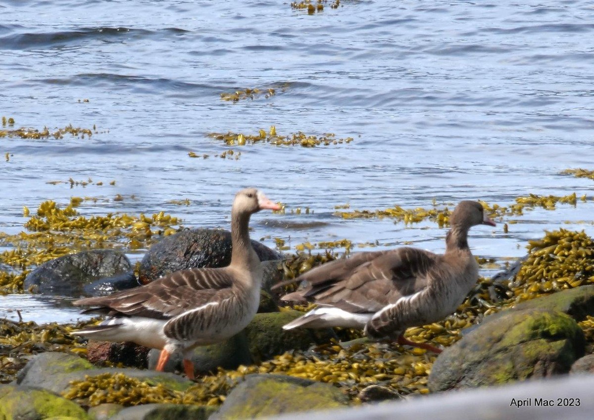 Greater White-fronted Goose - ML564538251