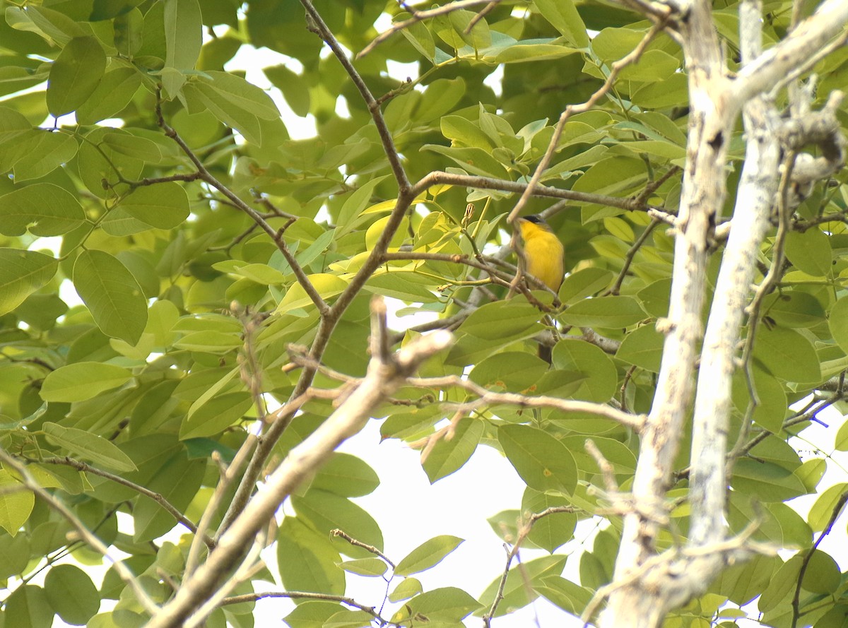 Gray-crowned Yellowthroat - Nick Odio