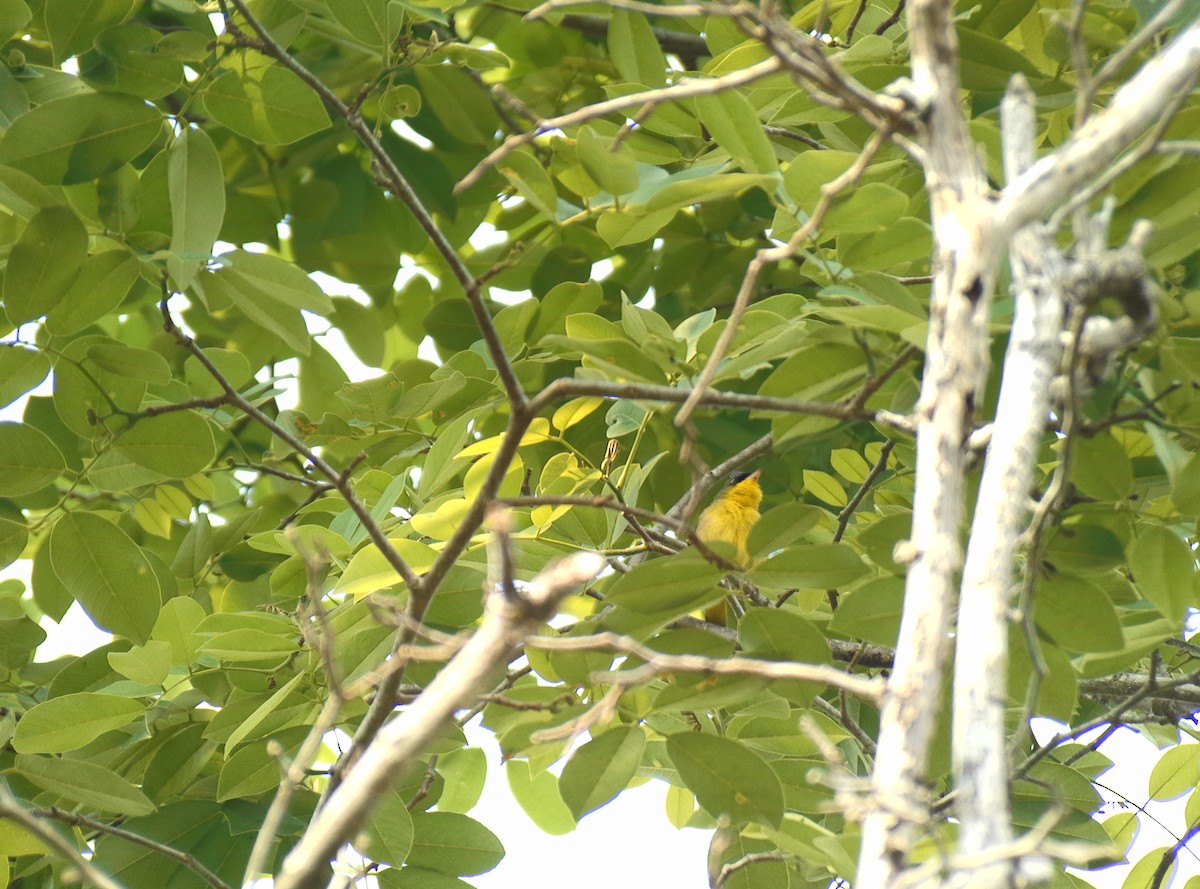 Gray-crowned Yellowthroat - ML564539141