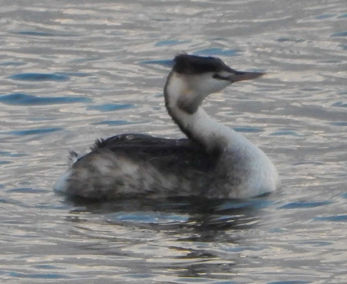Great Crested Grebe - ML564539391
