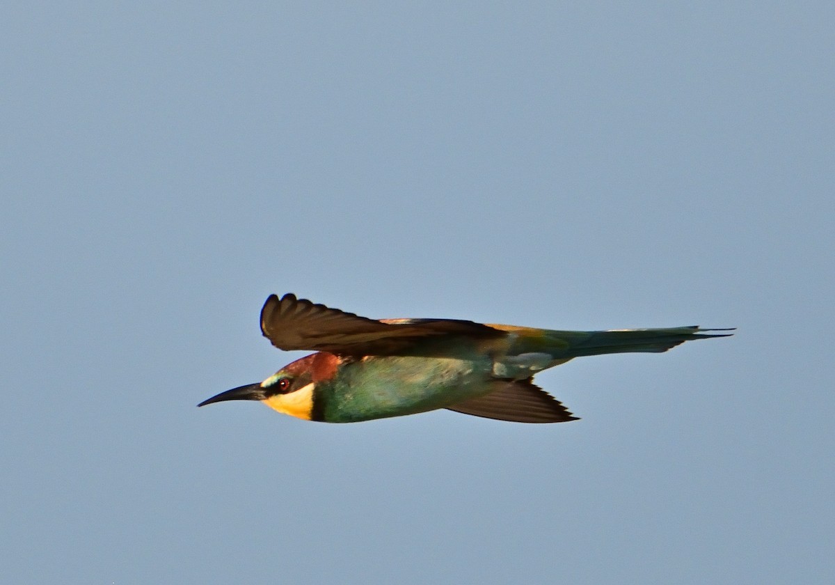 European Bee-eater - ML564542541