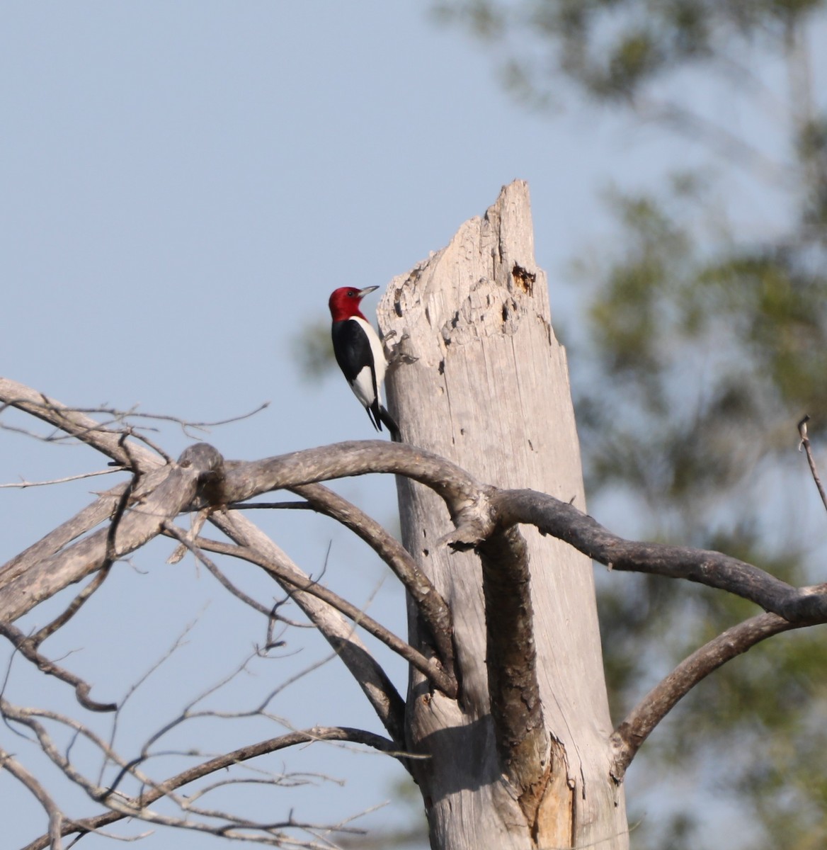 Red-headed Woodpecker - ML564545401
