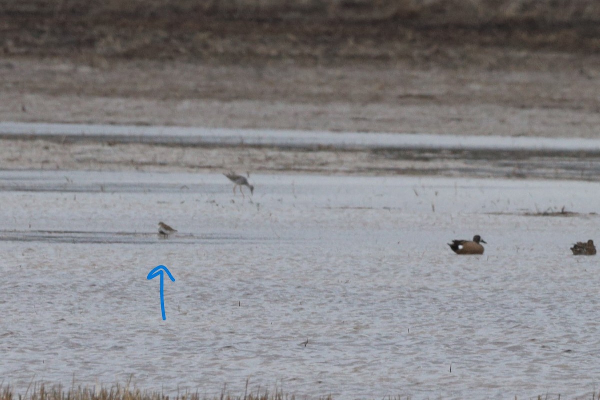eBird Checklist 29 Apr 2023 Bar River FlatsLake Rd Wet