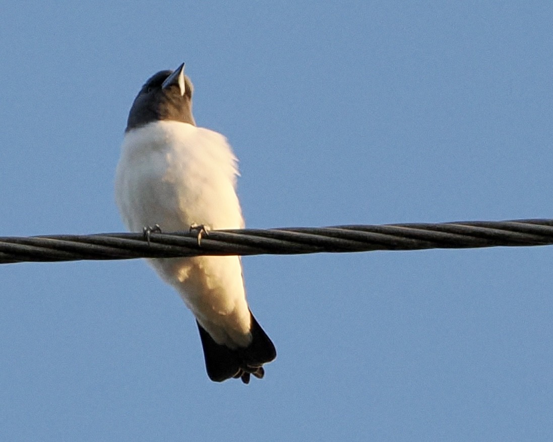 White-breasted Woodswallow - ML564547721