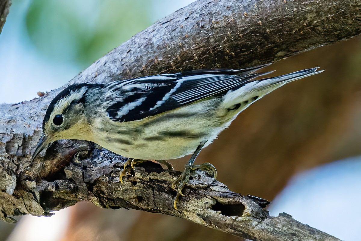 Black-and-white Warbler - ML564552411