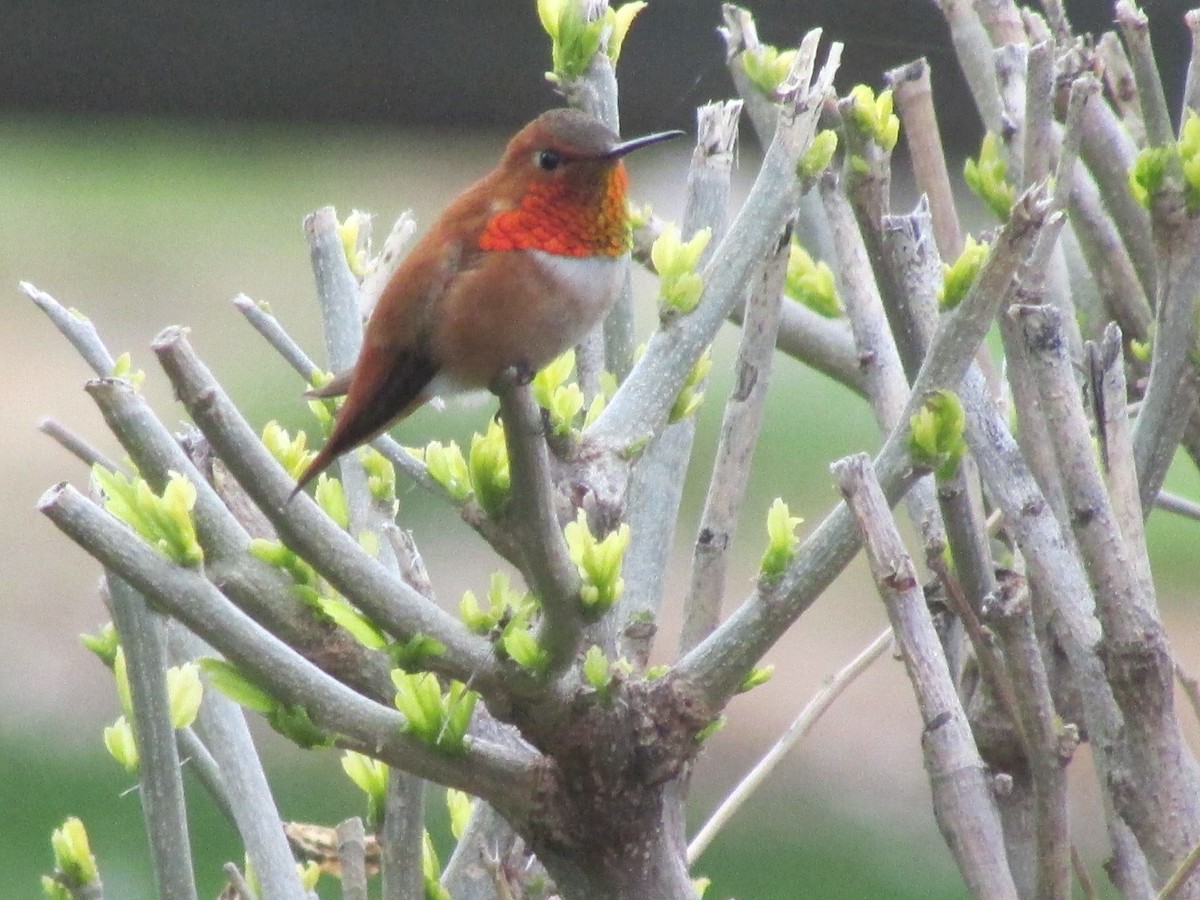 Rufous Hummingbird - Robert Sallee