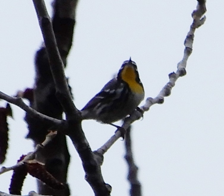 Yellow-throated Warbler - ML564560251
