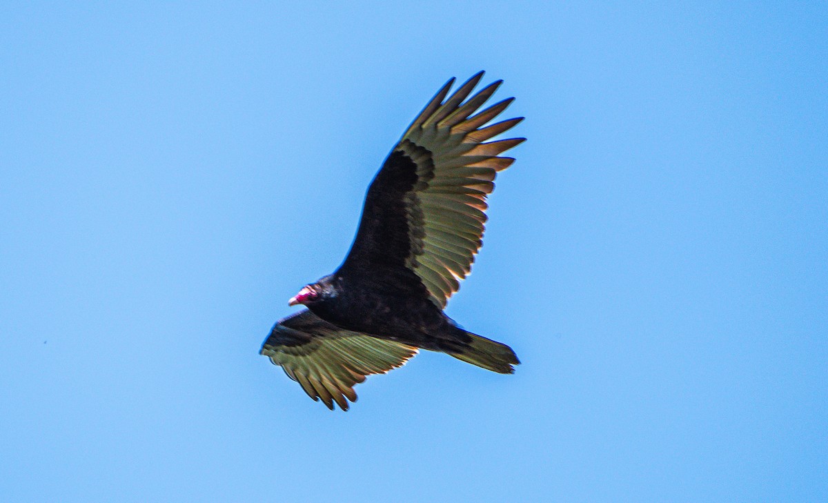 Turkey Vulture - ML564561641