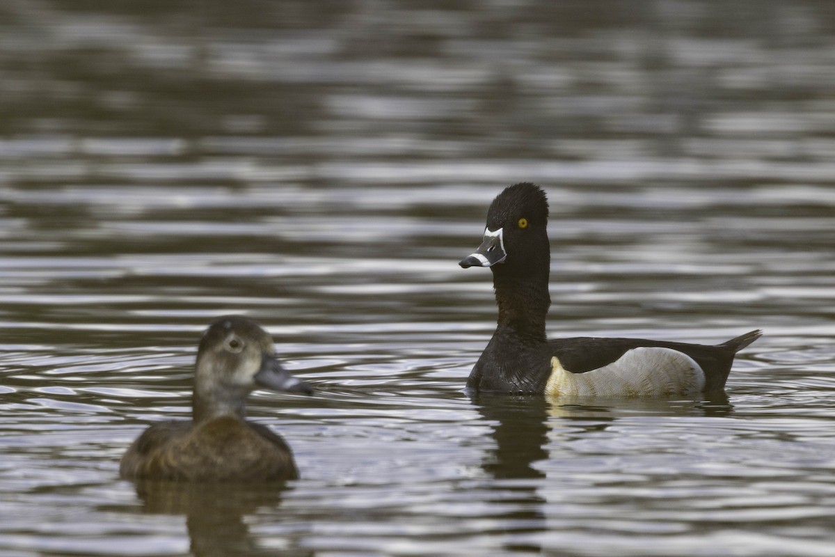 Ring-necked Duck - ML564561721