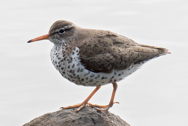 Spotted Sandpiper - Mike Bailey