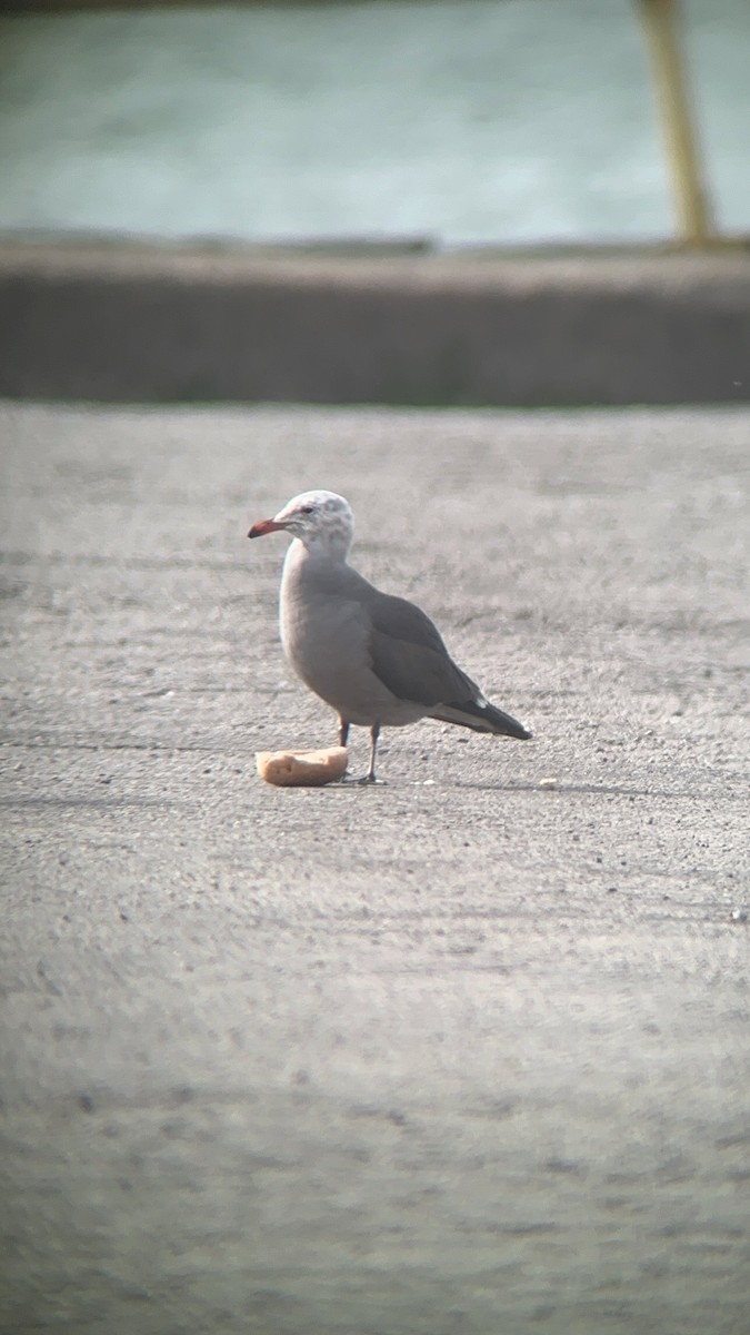 eBird Checklist 29 Apr 2023 Lorain HarborBoat Ramp Hotwaters 14