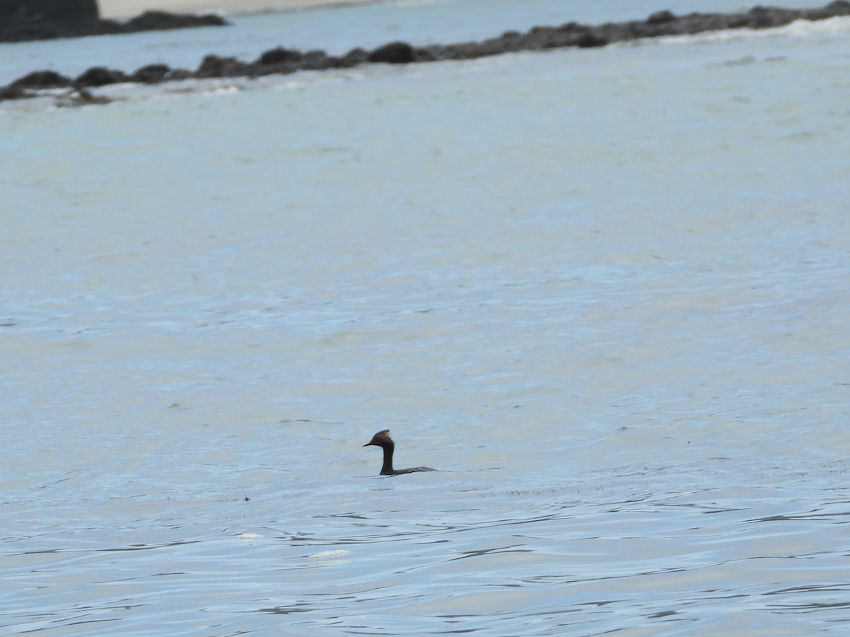 eBird Checklist - 26 Apr 2023 - Santa Rosa Island--Historic Ranch Area ...