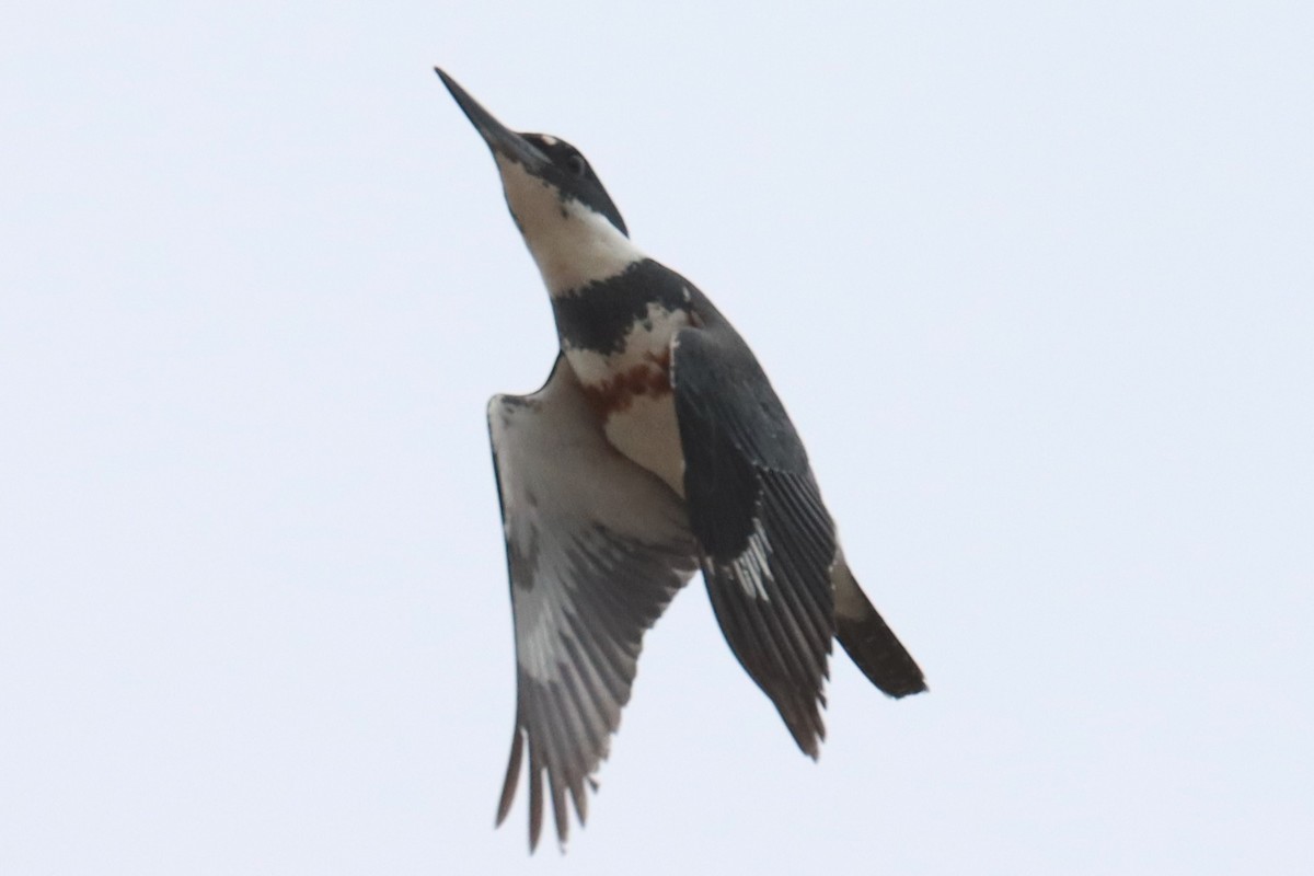 Belted Kingfisher - ML564586191