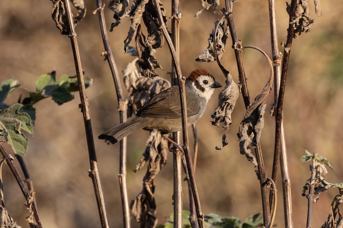 White-faced Ground-Sparrow - ML564586911