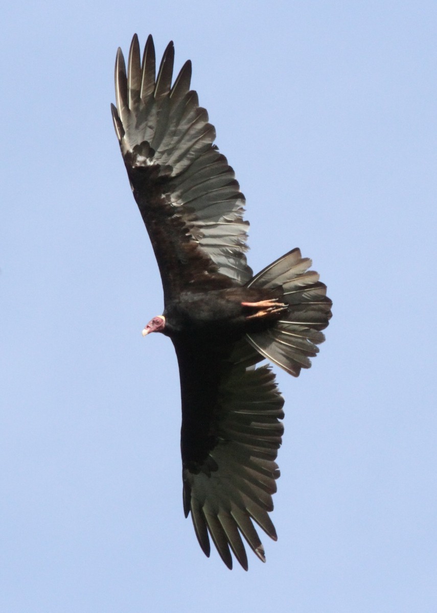 Turkey Vulture (Tropical) - ML56458711
