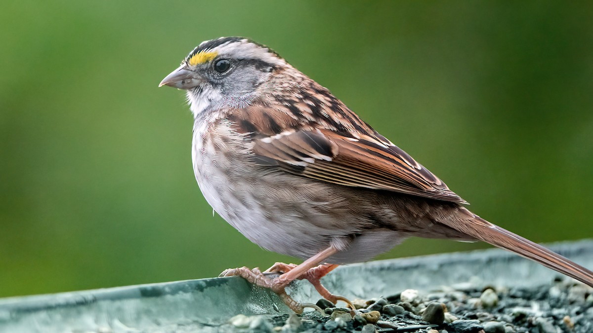 White-throated Sparrow - ML564589411