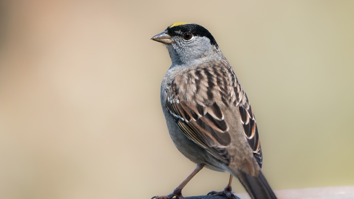 Golden-crowned Sparrow - ML564589461