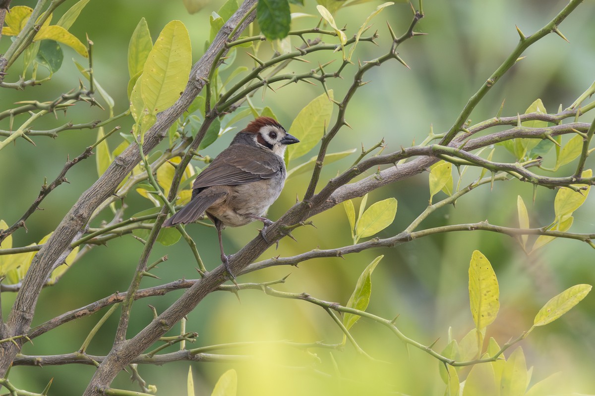 White-faced Ground-Sparrow - ML564590811