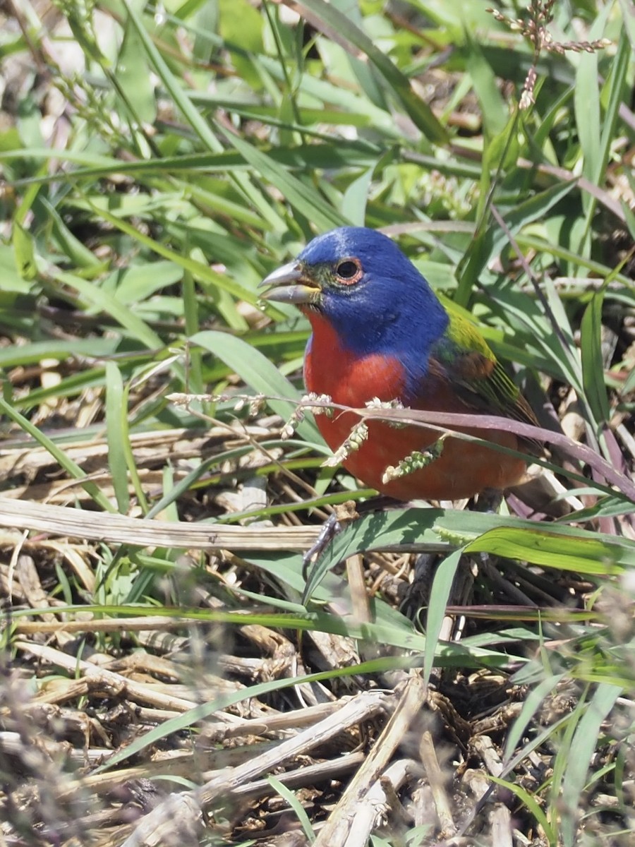 Painted Bunting - ML564594071